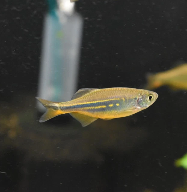 Live Giant Danio (Pack of 2 Freshwater Aquarium Fish) *PLS READ DESCR* 9