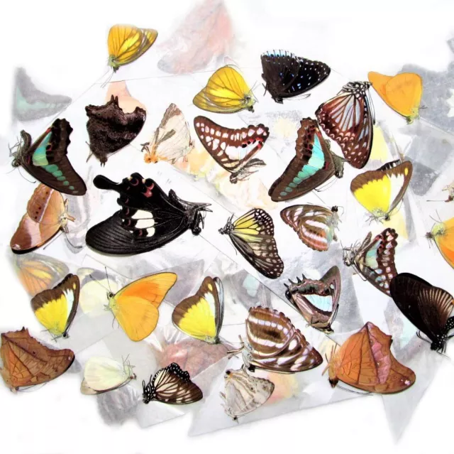 5 Butterflies Moths Papered Unmounted Wings Closed Wholesale Lot Mix Collection