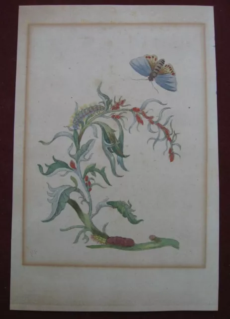 Maria Sibylla Merian:Melde Schmetterling 1710/Atriplex Butterfly Print Radierung