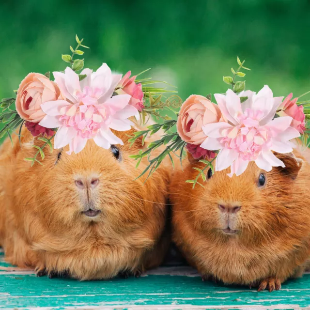 Popetpop Blumenstirnband für Katzen - Natürlicher Kranz für Hochzeit & Deko