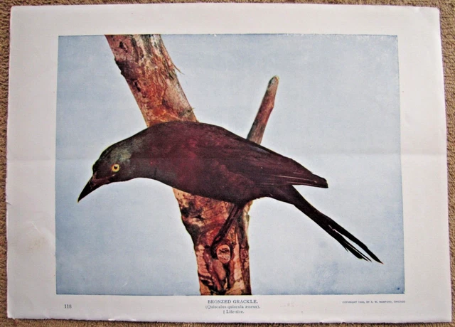 1900 Antique Bronzed Grackle Black Bird Lithograph / Print