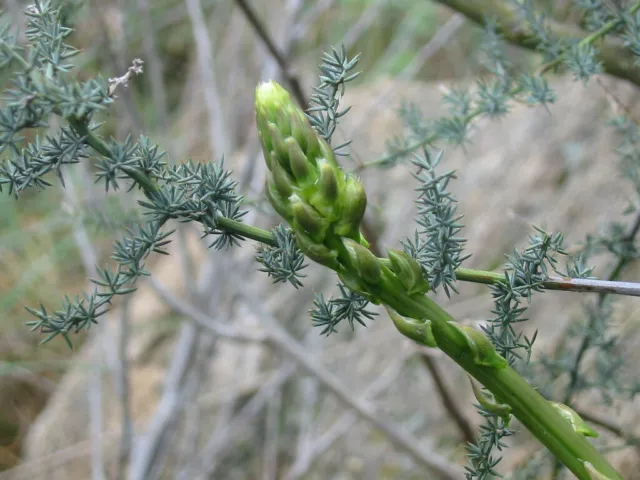 Asparago Selvatico - Asparagus Acutifolius, 50 Semi + Omaggio