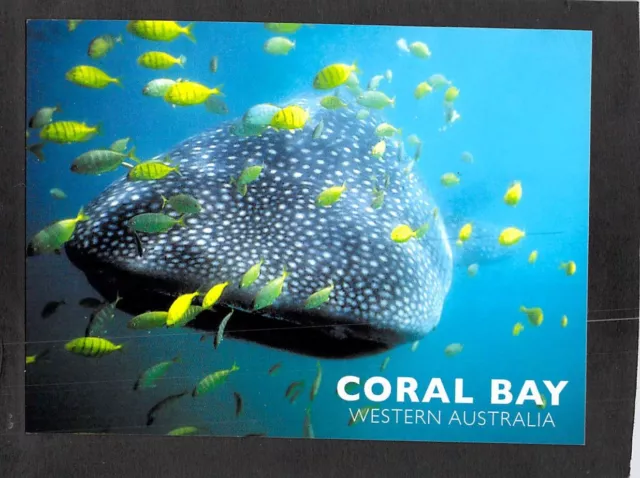 S1317 Australia WA Coral Bay Whale Shark postcard