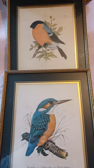 Pair Of Vintage Dsvid Andrew Bird Pictures Kingfisher & Bullfinch 10x12inch