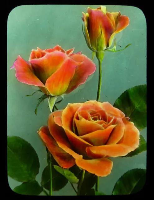 OLD vintage GLASS magic LANTERN SLIDE Alezane Roses J.H. McFARLAND flowers WOW!