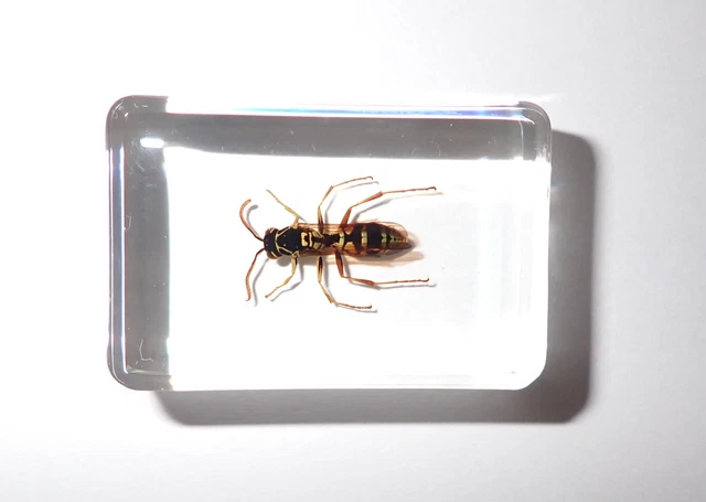 Red Wasp Specimen in 38x25x13 mm Clear Resin Block Learning Tool TE2