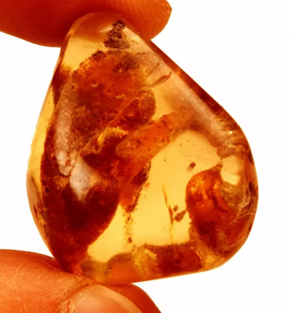 26.05 Cts. Natural Genuine Old Baltic Amber Untreated Certified Gemstone