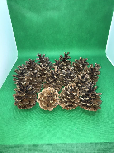25 große Kiefernzapfen 6-9 cm Weihnachten Natur Tannenzapfen Advent Deko Basteln