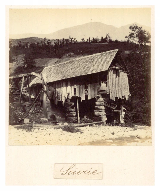 Tirage Vintage Original Martinique, Palmiers, Circa 1880 - Format 10,5x17 Cm, Référence DC0587, Tirage D'époque
