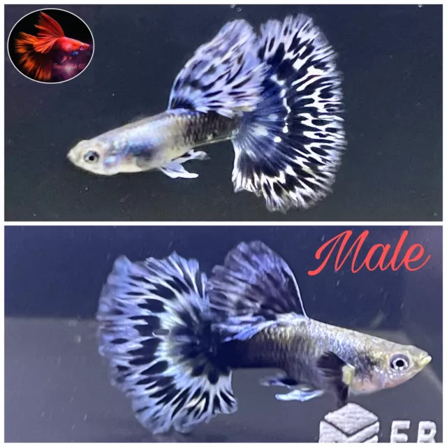 1 Pair-Purple Ivory Mosaic Halfmoon- Live Guppy Fish High Quality US Seller.
