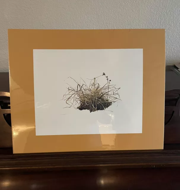 Andrew Wyeth Grasses Dry Brush Drawing Signed 14”x11”.