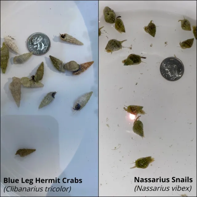 50 Saltwater White Shell Blue Leg Crabs & 50 Nassarius Snails (OVERNIGHT SHIP)