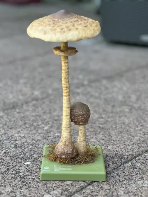 Somso Pilzmodell Riesenschirmling Parasol BoS45