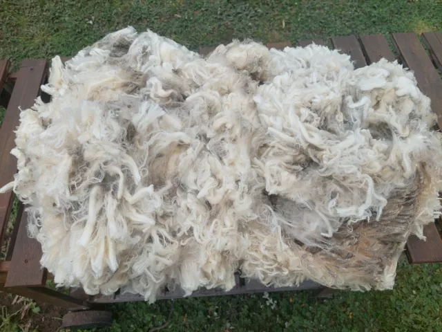 Raw Sheep Fleece Wool  100% Merino  unwashed 1KG Spinning , Felting Crafts etc