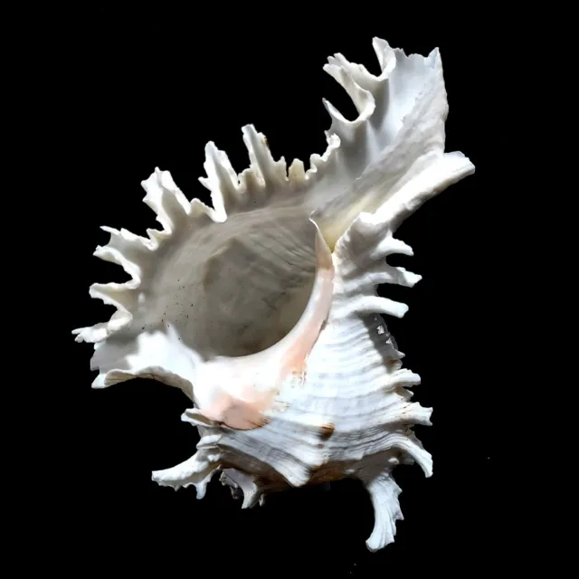 Extra Extra Large Murex white seashell | specimen measuring between 20cm to 22.5