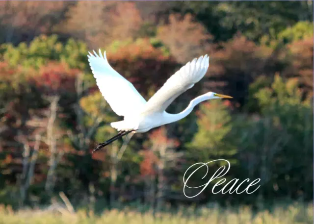 "Peace" Greeting Cards boxed set of 16 cards 5" x 7" w/envelopes