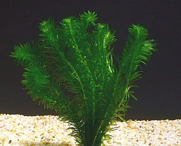 elodee  egeria densa 15/25cm plante oxygenante aquarium bassin