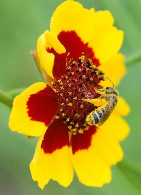 Coreopsis tinctoria | Calliopsis | Tickseed | 200_Seeds