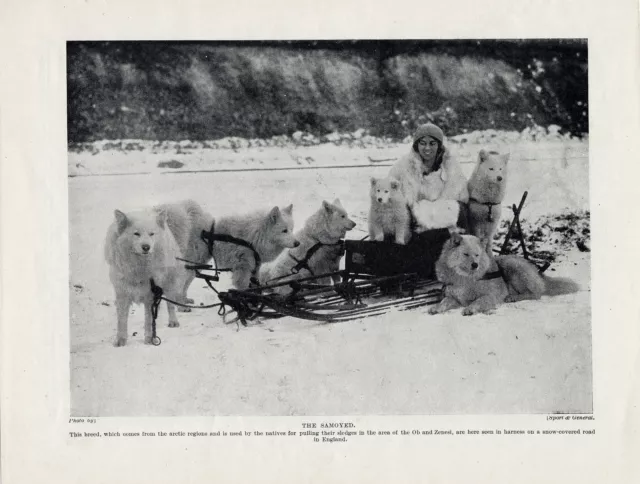 Samoyed Dogs Young Lady In Sled Set In Snow Scene Old Original 1934 Dog Print