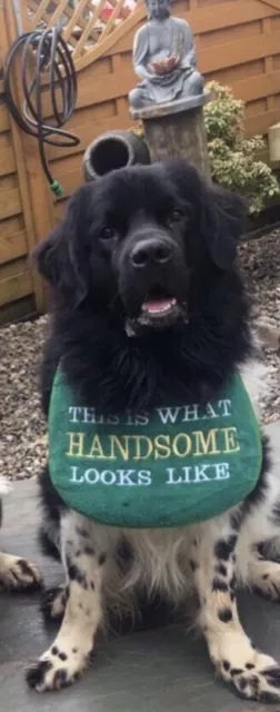 Big Dog  Newfoundland ,St Bernard  Slobber Drool Bib This Is What Handsome