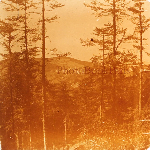 Vintage Landscape c1930 Photo Glass Plate V28L23n8