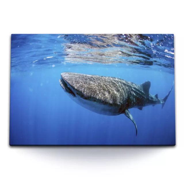 120x80cm Wandbild auf Leinwand Walhai unter Wasser Blau Ozean Meer
