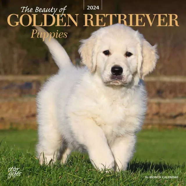 The Beauty of Golden Retriever Puppies | 2024 12x24" Square Wall Calendar