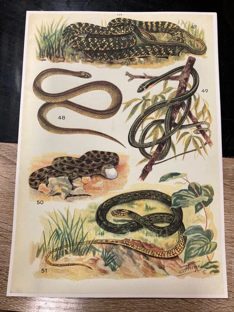 Gancio Per Serpenti Retrattile In Acciaio Inox - 1 Metro, Nero, Per Cattura Sicura Di Rettili - Foto 10