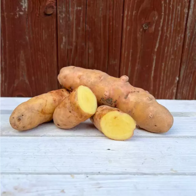 Apensener Hörnchen Kartoffeln - Festkochend, aus Deutschland, 5-20kg, NEUE ERNTE