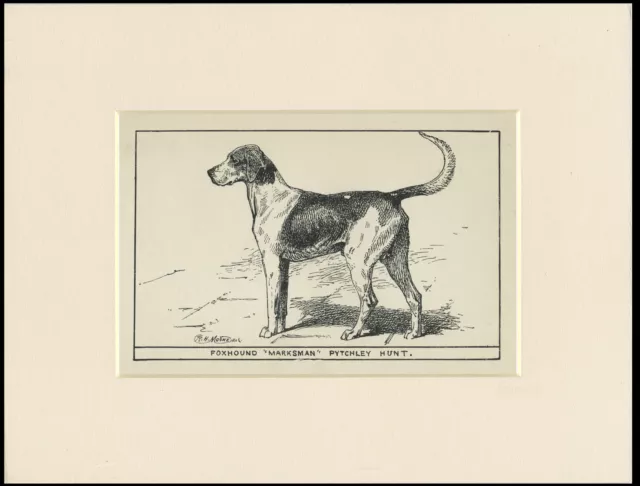 Foxhound Rare Antique 1900 Engraving Named Dog Print Ready Mounted