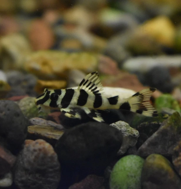 Live Leopard Frog Pleco L134 (1-1.5" Freshwater Aquarium Fish) PLS READ DESCR 2
