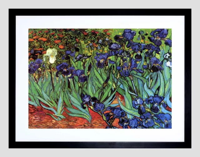 Van Gogh Irises Old Master Black Framed Art Print Picture B12X2082