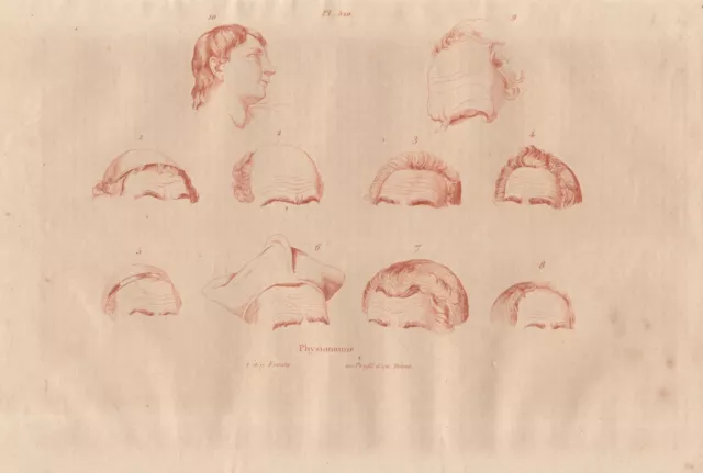 PHYSIOGNOMIE Mensch Stirnpartie Profil Gesichter STAHLSTICH von 1838 Guerin