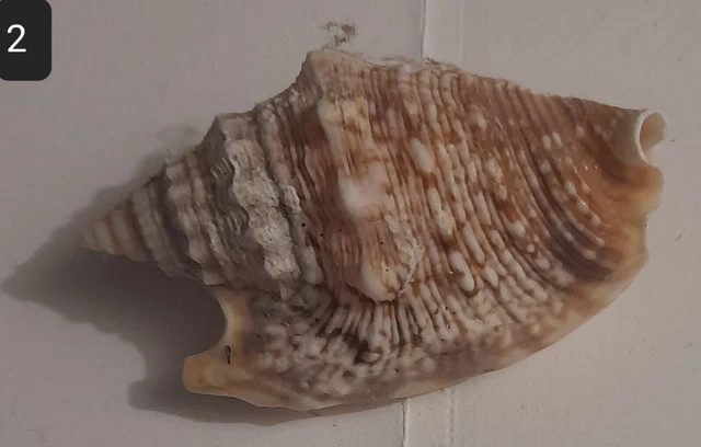 50 Stück Perlmutt-Herzknöpfe - Naturfarben, Ca. 12 Mm, Für Basteln & Nähen