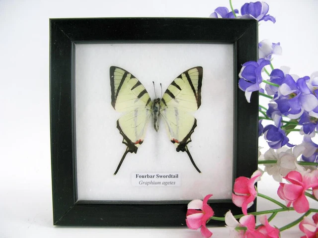 Fourbar Swordtail - beautiful real butterfly prepared - framed- museum quality