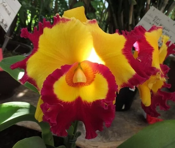 Orchid Orchidee Cattleya (Rlc.) Village Chief Rose (43 Sr)