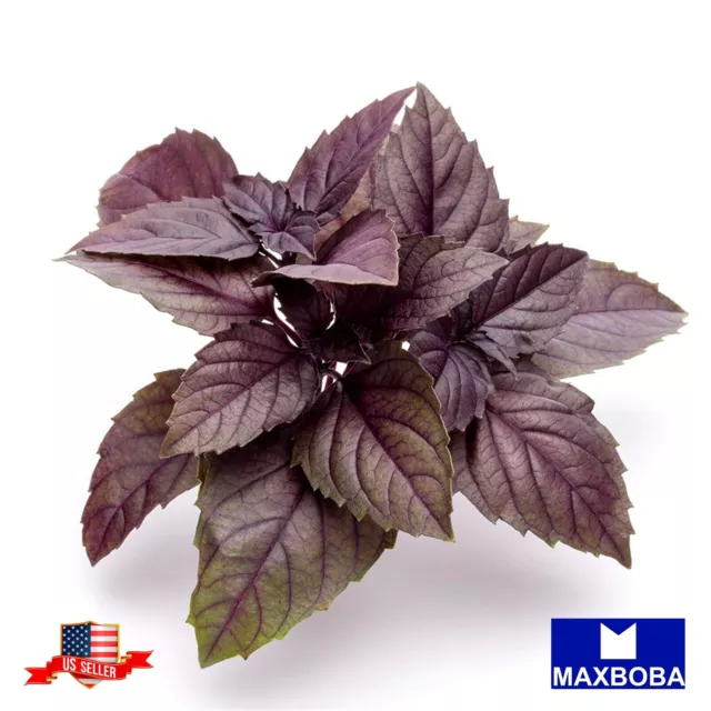 Basil Seeds - Red Rubin Non-GMO / Heirloom / Herb Garden Fresh