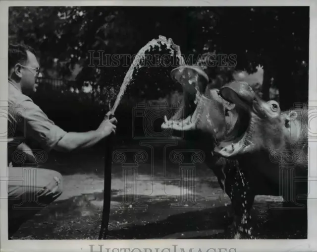 1958 Press Photo Hippos Take A Gulp Of Water At The Bronx Zoo - nee58205