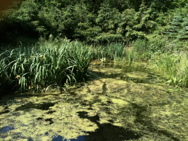 Bienenwachs Schwimmkerzen Sonne und Ahorn direkt vom Imker Chemnitztalimkerei 3