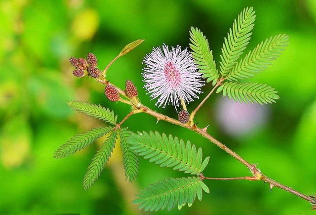 60 Graines De Sensitive - Se Replie Quand On L'effleure - Semences Paysannes Reproductibles - SemiSauvage – Acheter Aux Petits Prix Dans La Boutique - Foto 7