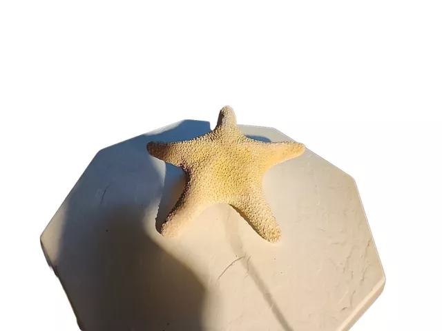 Flat Starfish Sea Shell Asteroidea Natural Dry Real Star Fish Sea Shell