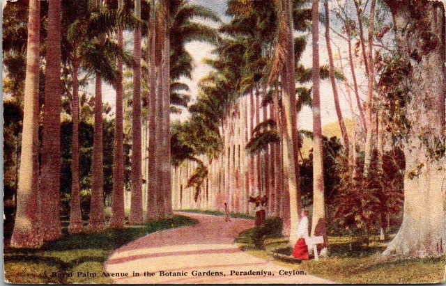 Postcard Royal Palm Avenue In The Botanic Gardens Peradeniya Ceylon Divided Back