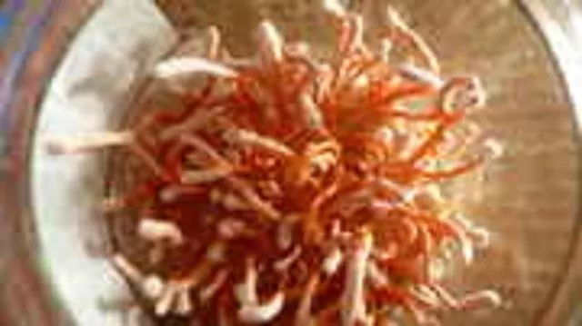 Cordyceps Sinensis  Real naturall mushroom seeds spores $9.90