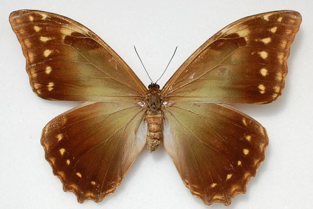 Female Morpho amphitryon ssp amphitryon !!  from Marankiari Peru