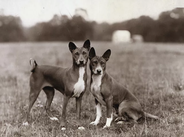 Basenji Charming Dog Greetings Note Card Two Beautiful Dogs