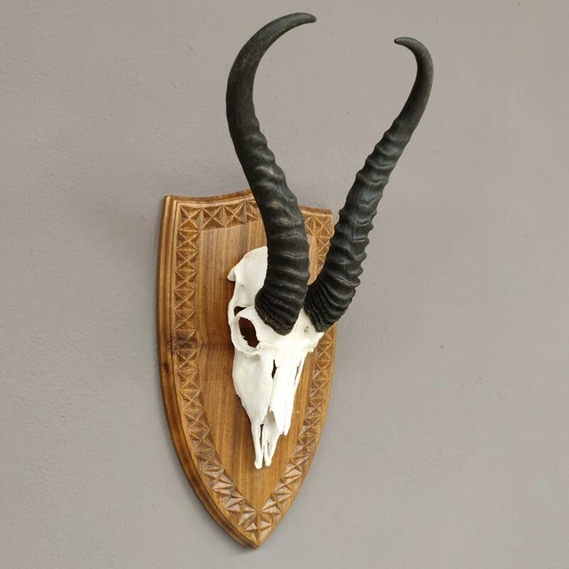 Gacela Antílope Trofeo de Calavera En Escudo de Trofeo Hl 35 CM de Decoración