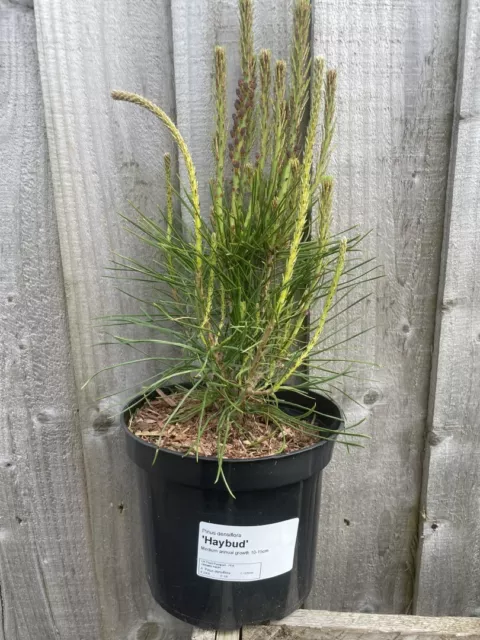 Japanese Red Pine 'Haybud' (2L) Tree - Pinus densiflora 🇬🇧 UK Grown - Bonsai