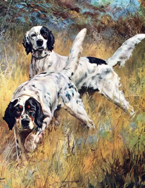 GENUINE VINTAGE CALENDAR PRINT 1940S Alert Partners Hunting Dogs ENGLISH SETTER