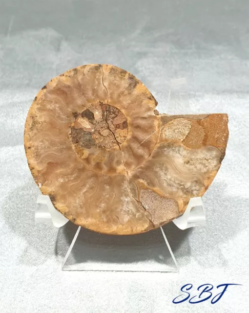 Fossilised Ammonite cut and polished complete with display stand 5.4cm long