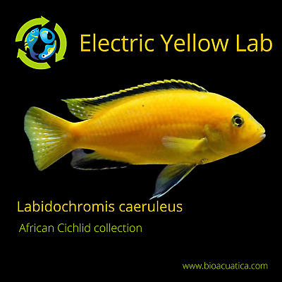 2 BEAUTFUL ELECTRIC YELLOW LAB CICHLID UNSEXED 1.5" (Labidochromis caeruleus)